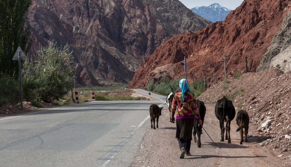 Une femme conduisant des vaches le long de la route de Karakorum, qui relie la région du Xinjiang en Chine au Pakistan. Photo prise en 2012. © iStock/Tiago_Fernandez / Une femme conduisant des vaches le long de la route de Karakorum, qui relie la région du Xinjiang en Chine au Pakistan. Photo prise en 2012. © iStock/Tiago_Fernandez