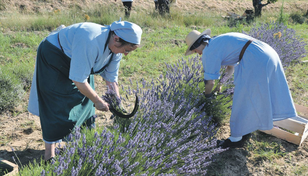 Les sœurs dominicaines du monastère de Taulignan (Gard) partagent avec leurs hôtes la connaissance des plantes aromatiques et la théologie de la Création. / ©Christine Kristof